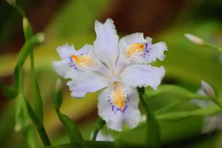 愛宕神社の自然
