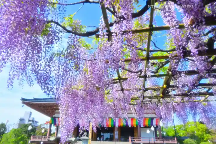 西新井大師総持寺(東京都)