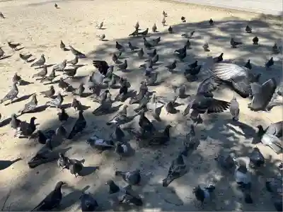 甚目寺(愛知県)