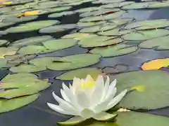 仁科神社の自然