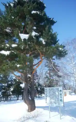 旭川神社の自然