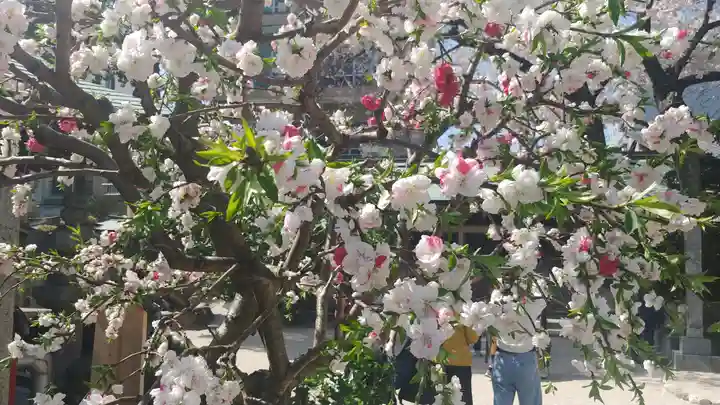 櫛田神社の自然