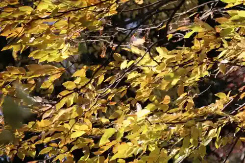 日吉神社の自然