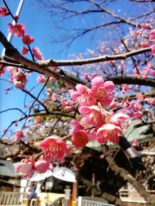 布多天神社(東京都)