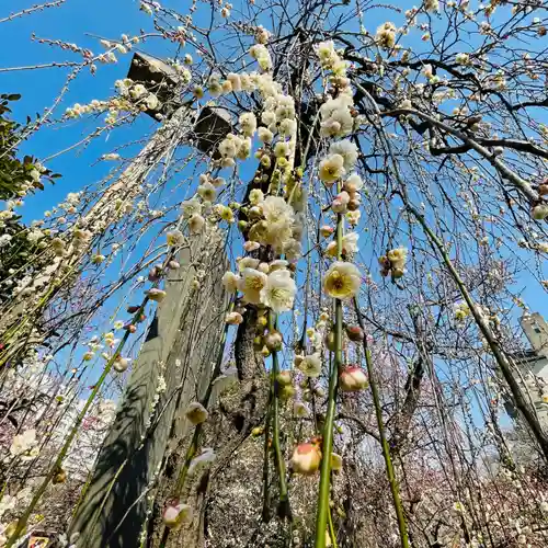 湯島天満宮の自然