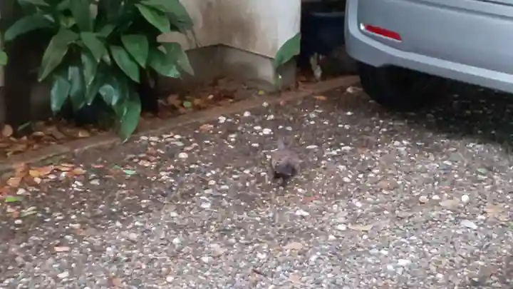 若一神社の動物