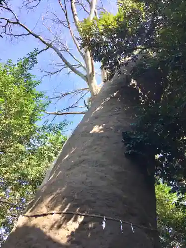 白鬚神社の自然