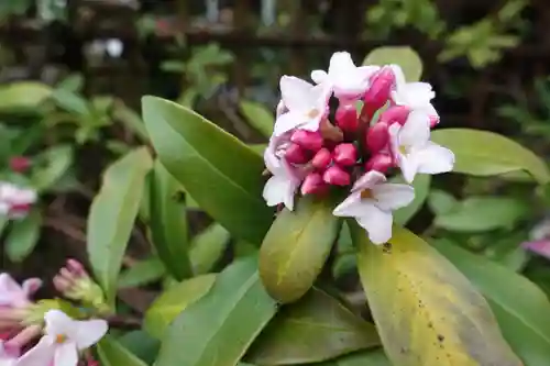 宇治上神社の自然