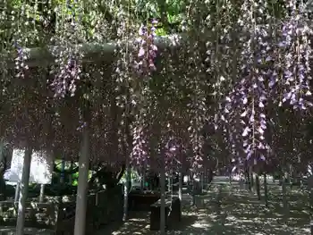 吉祥寺の御朱印 2015年05月