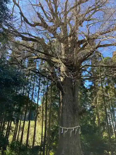 國吉神社の自然