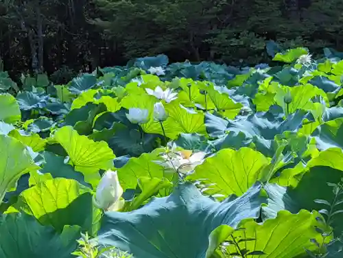 法金剛院(京都府)