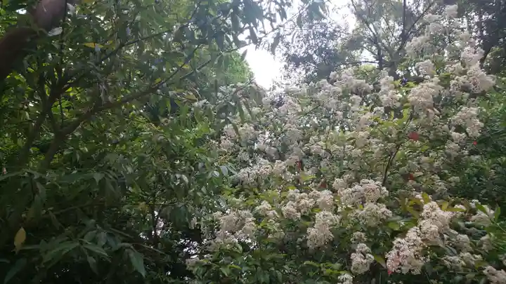 賀茂御祖神社(下鴨神社)の自然