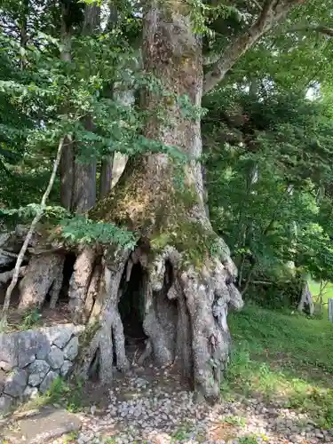 富士山東口本宮 冨士浅間神社の自然