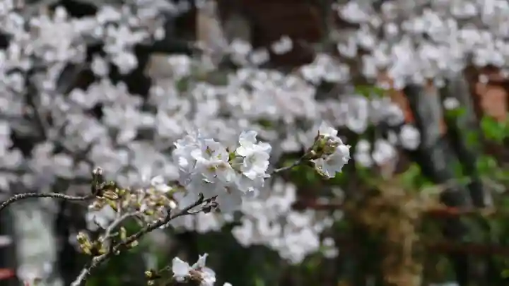 牛嶋天満宮の自然