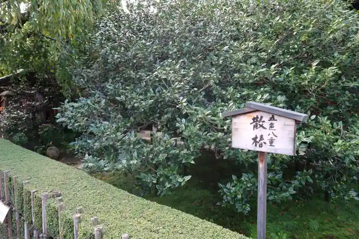 地蔵院(椿寺)の自然