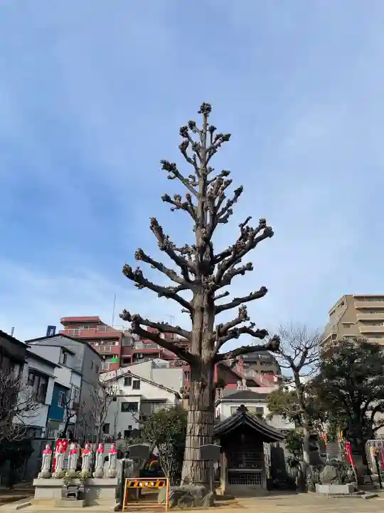 福王山 慈眼寺の自然