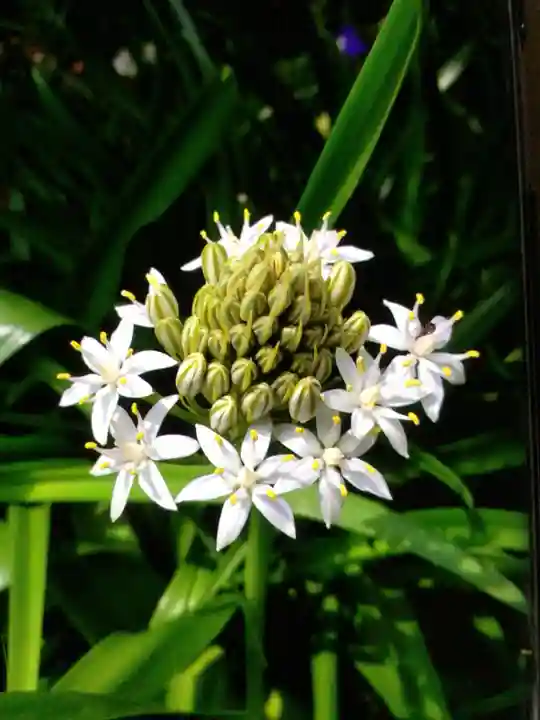境妙寺(東京都)