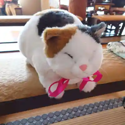 本堂の椅子には大きなニャンコが(=^・^=)