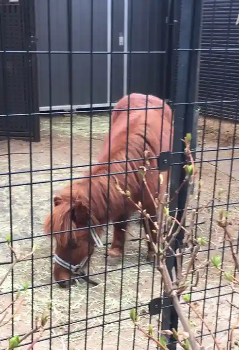 五方山熊野神社の動物
