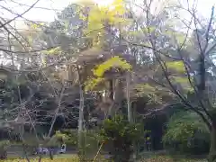 大生山延命院観世音寺の自然