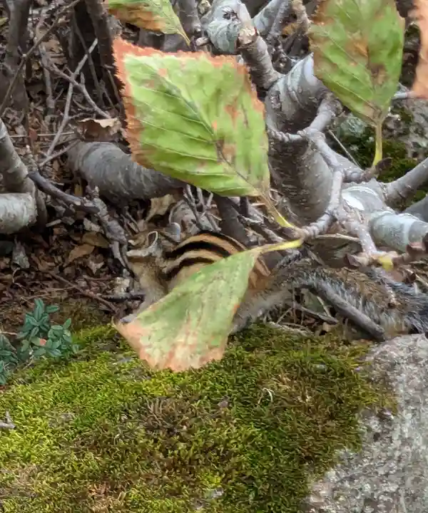 祠(大雪神社奥の院)(北海道)