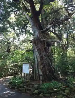 大瀬神社(静岡県)