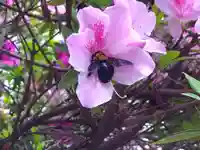 八幡神社(福井県)
