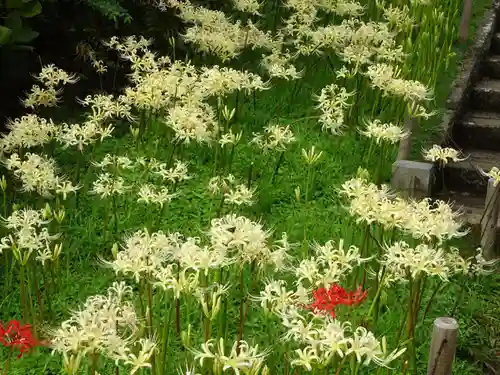 横浜　西方寺の自然