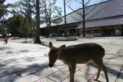 東大寺法華堂（三月堂）の動物