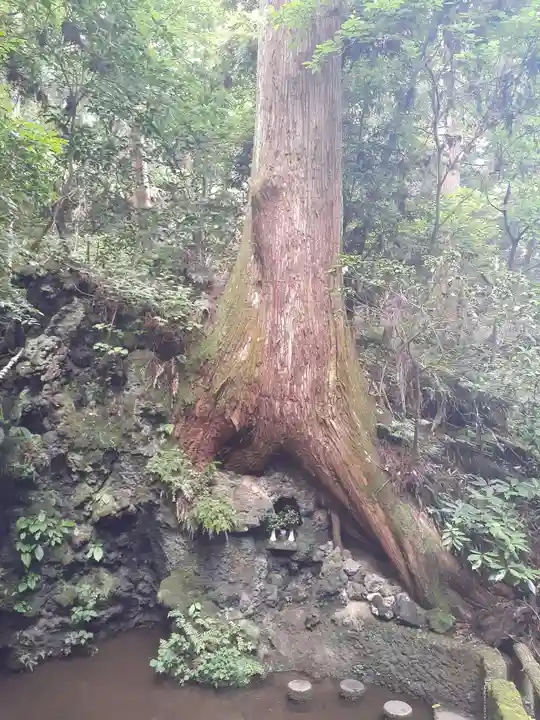 目の霊山 油山寺の自然