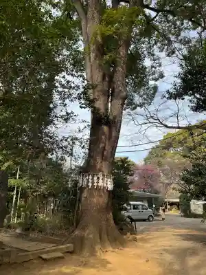 代々木八幡宮の{uncategorized: "未分類", other: "その他", undefined: "問題あり", building: "その他建物", grave: "お墓", sacred_gate: "鳥居", guardian: "狛犬", statue: "像", buddha: "仏像", history: "歴史", nature: "自然", garden: "庭園", animal: "動物", pagoda: "塔", temizu: "手水舎", mountain_gate: "山門・神門", sanctuary: "本殿・本堂", subordinate: "末社・摂社", art: "芸術", scenery: "景色", jizo: "地蔵", ema: "絵馬", goshuin: "御朱印", omikuji: "おみくじ", items: "授与品その他", amulet: "お守り", goshuincho: "御朱印帳", eats: "食事", festival: "お祭り", votive_dance: "神楽", shichigosan: "七五三参", wedding: "結婚式", experience: "体験その他", initially: "初詣", around: "周辺", anti_infection: "感染症対策"}