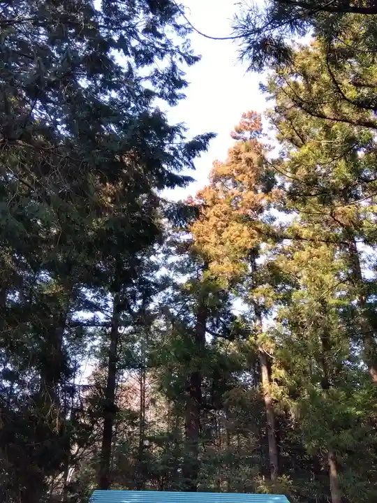 将軍澤日吉神社(埼玉県)