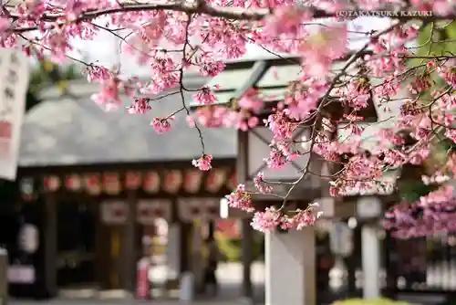 櫻木神社の自然