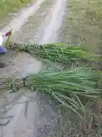 伏木香取神社の自然