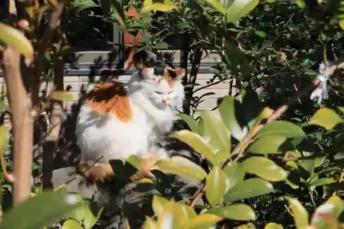 阿邪訶根神社の動物