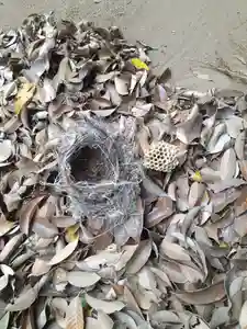 伏木香取神社(茨城県)(2023年05月07日(日) 06時21分39秒投稿)