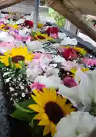 鳩森八幡神社の手水舎