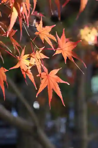 淨眞寺(東京都)