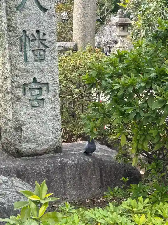 鳩森八幡神社の{uncategorized: "未分類", other: "その他", undefined: "問題あり", building: "その他建物", grave: "お墓", sacred_gate: "鳥居", guardian: "狛犬", statue: "像", buddha: "仏像", history: "歴史", nature: "自然", garden: "庭園", animal: "動物", pagoda: "塔", temizu: "手水舎", mountain_gate: "山門・神門", sanctuary: "本殿・本堂", subordinate: "末社・摂社", art: "芸術", scenery: "景色", jizo: "地蔵", ema: "絵馬", goshuin: "御朱印", omikuji: "おみくじ", items: "授与品その他", amulet: "お守り", goshuincho: "御朱印帳", eats: "食事", festival: "お祭り", votive_dance: "神楽", shichigosan: "七五三参", wedding: "結婚式", experience: "体験その他", initially: "初詣", around: "周辺", anti_infection: "感染症対策"}