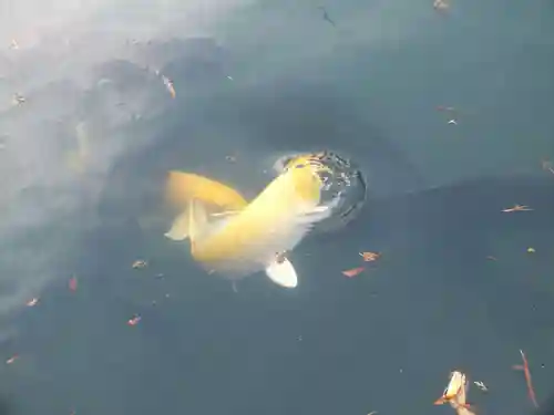 沙沙貴神社のその他建物