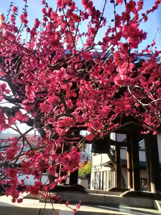 圓照寺(東京都)