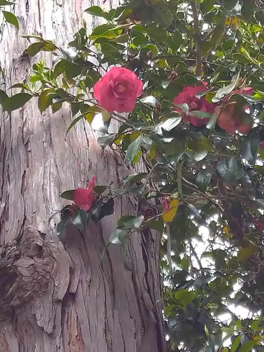 由加神社(和気由加神社)の自然