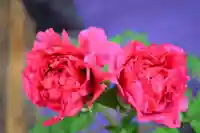 龍蔵寺(山口県)