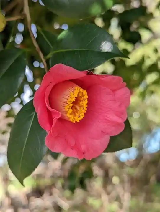 梅宮大社の自然