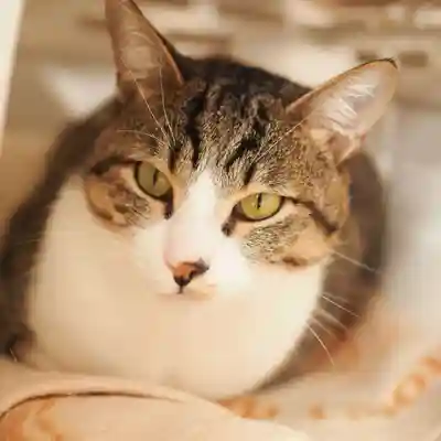 天王山 安楽寺(福井県)