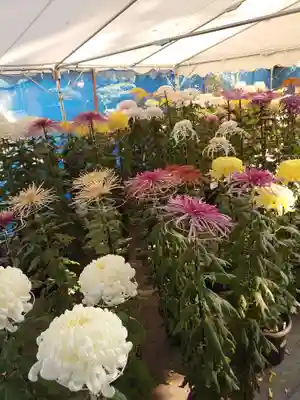 草加神社(埼玉県)