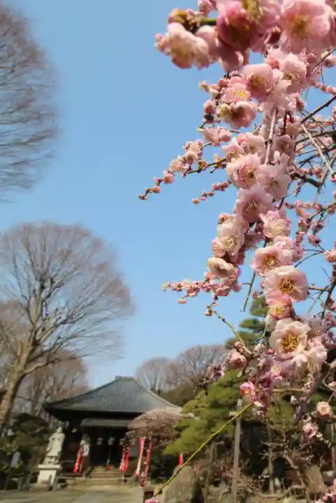 観音寺(埼玉県)