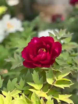 薬師院(兵庫県)