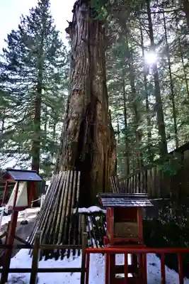 日光東照宮奥宮拝殿の自然
