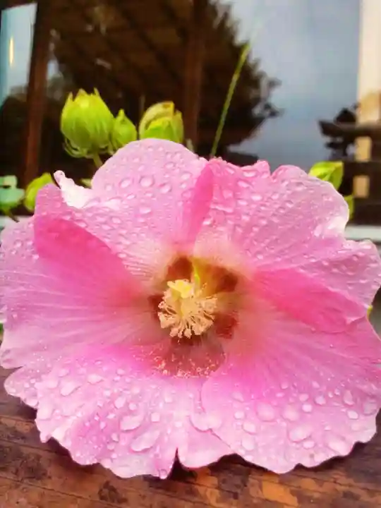 鳩森八幡神社(東京都)